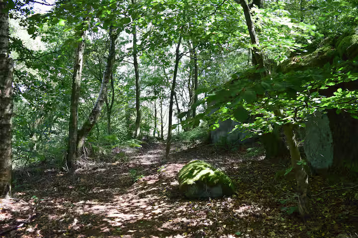 Secluded Forest Cabin - Birchover