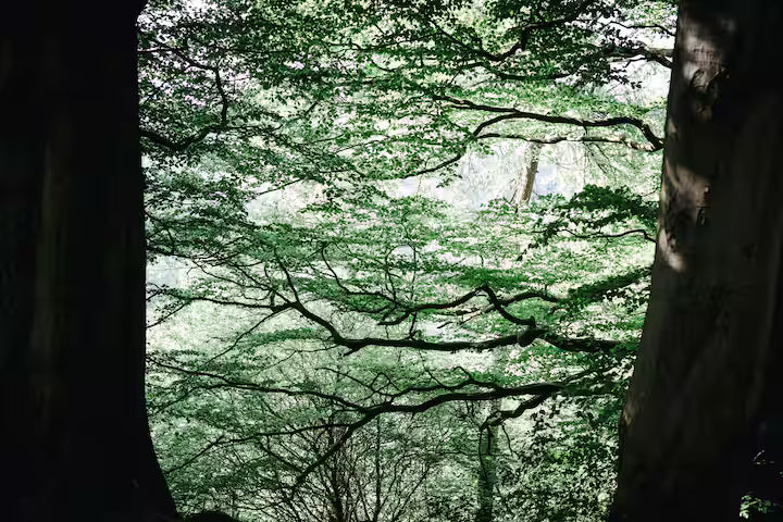 Secluded Forest Cabin - Birchover