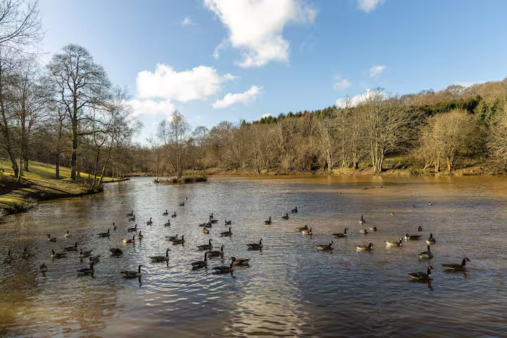Lake Cabin - East Sussex