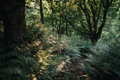 Secluded Forest Cabin - Birchover